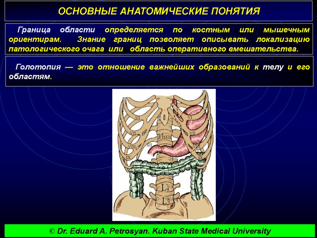 Понятие граница. Основные понятия в анатомии. Основные анатомические термины и понятия. Основные понятия в анатомической терминологии. Основные анатомические и физиологические понятия понятия.