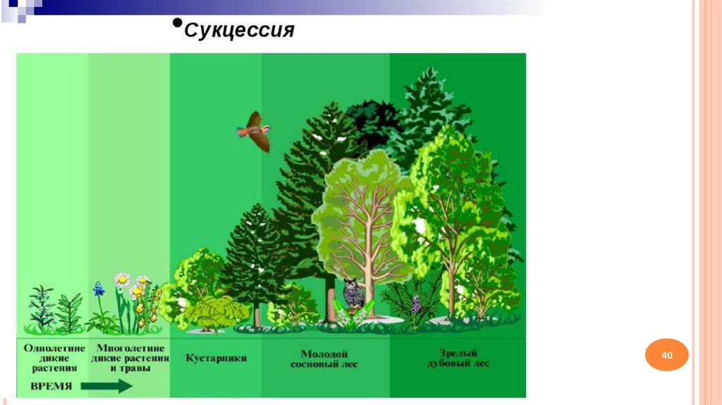 Изм лес. Кустарники сукцессия. Смена экосистем. Экосистема леса презентация. Изменения в биогеоценозах.