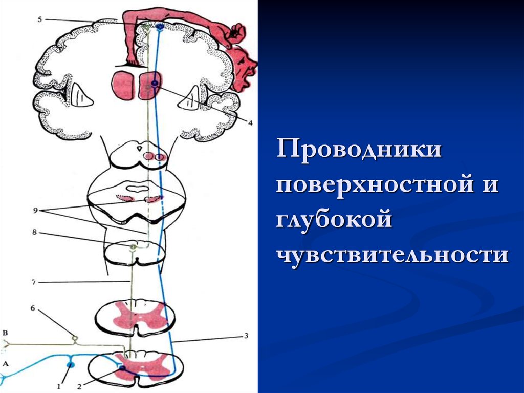 Чувствительность неврология презентация