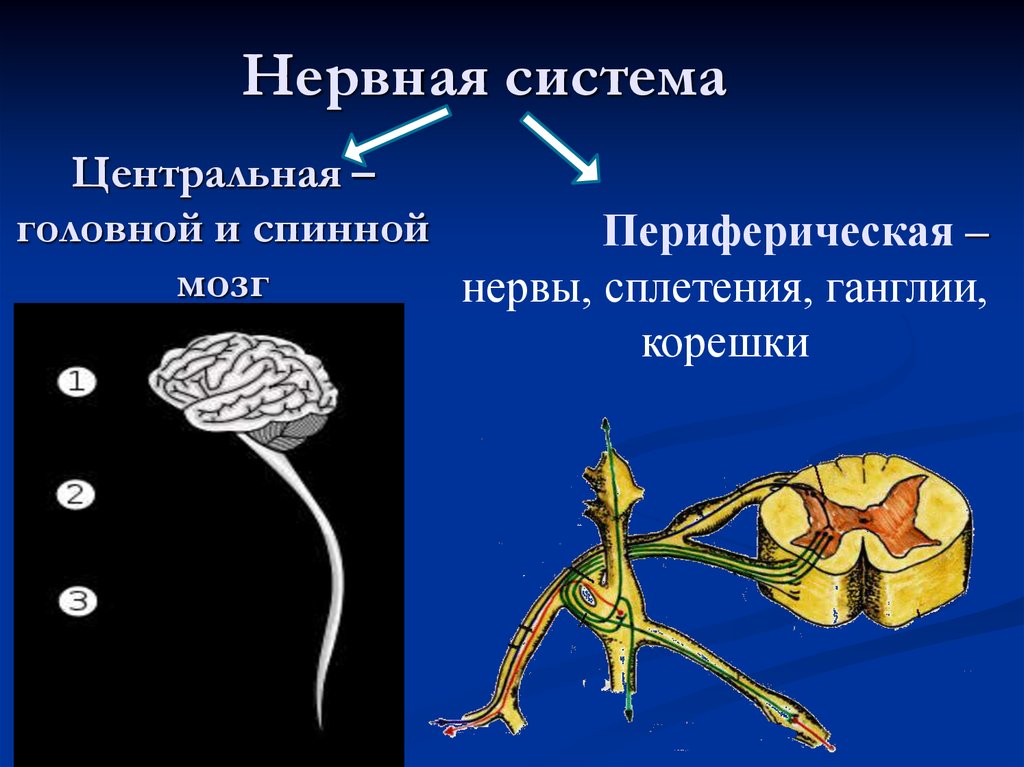 Какие функции выполняет периферическая нервная система. Нервная система. Центральная и периферическая нервная. Периферическая нервная система. Центральная нервная система.