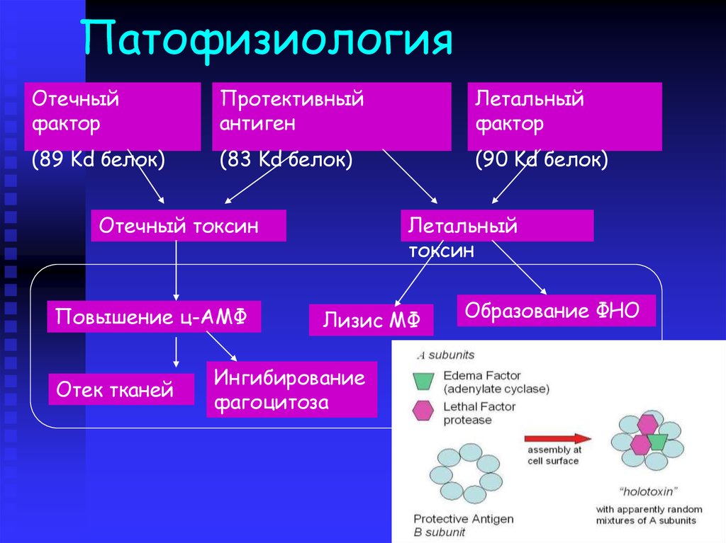 Патофизиология это