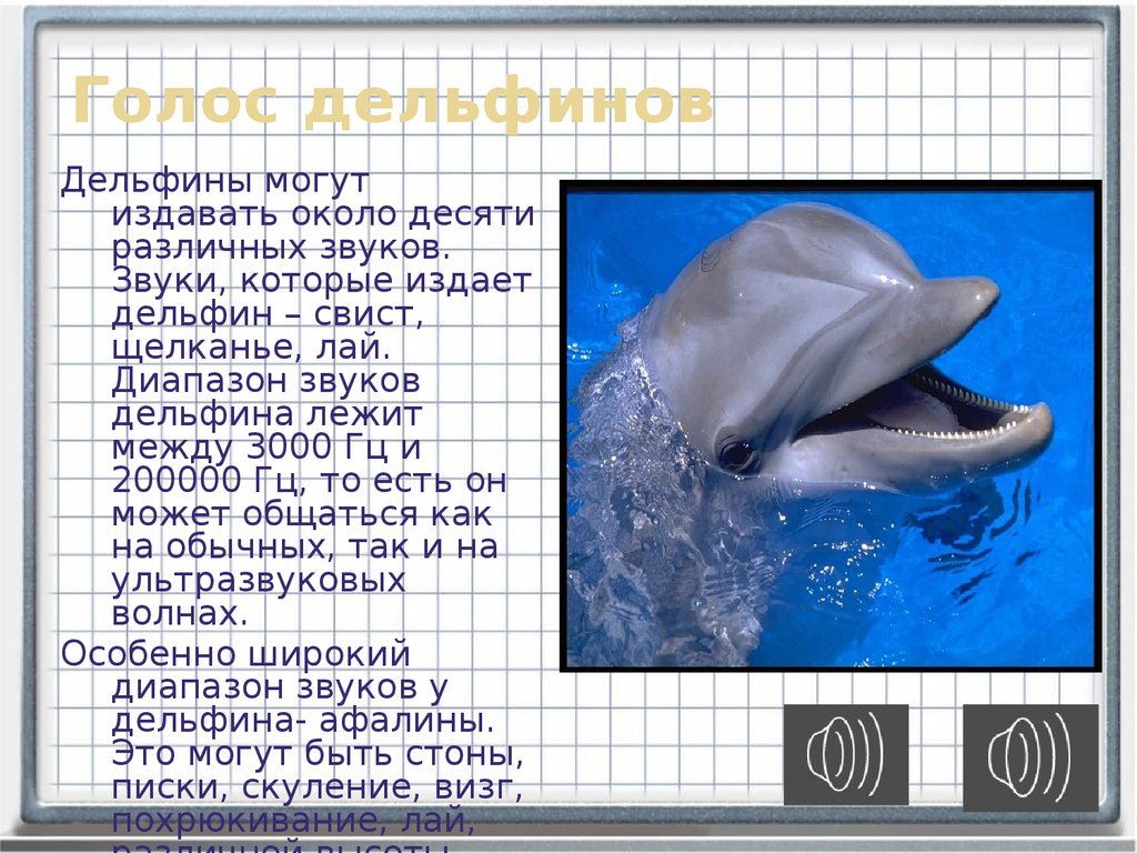 Входными воротами для эхолокационного слуха дельфина служит