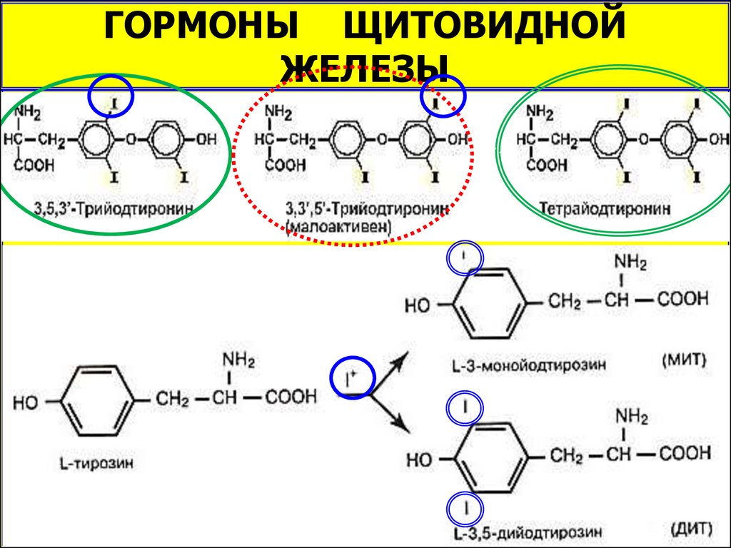 Тирозин для щитовидной железы. Химическая структура тиреоидных гормонов. Строение гормонов щитовидной железы биохимия. Синтез т3 и т4 биохимия. Химическая природа гормонов щитовидной железы (т3 и т4).