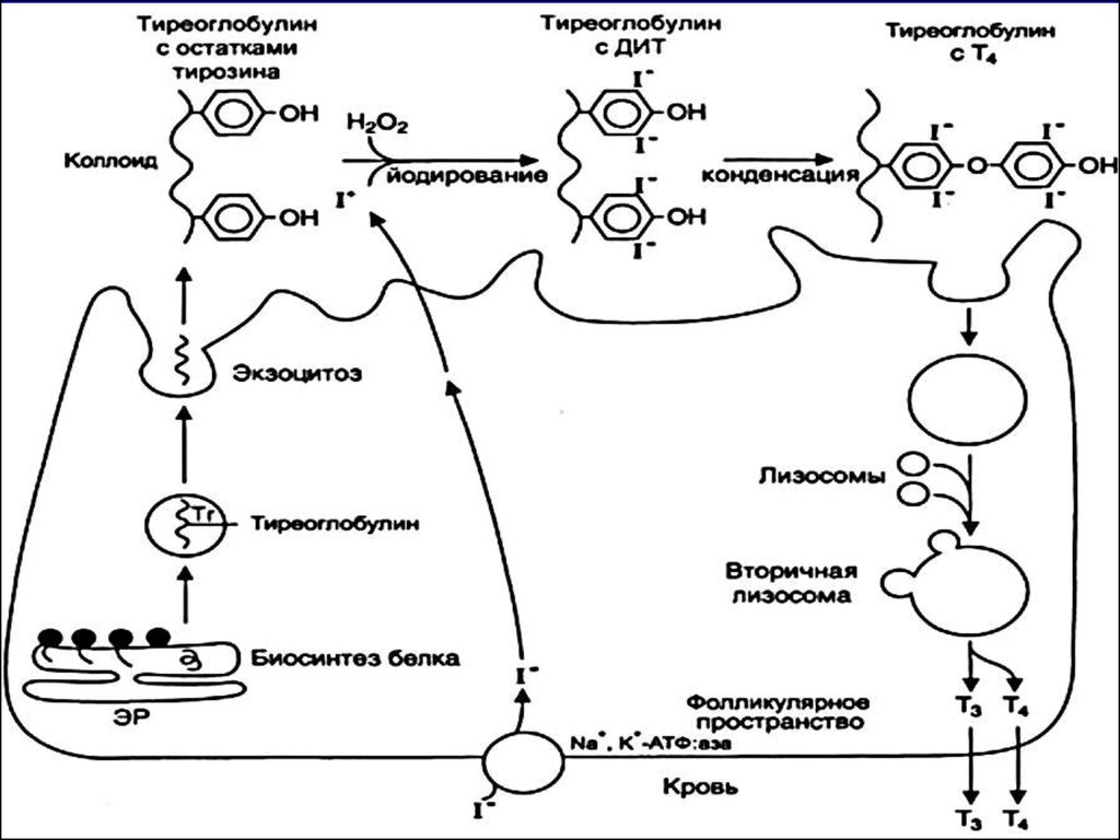 Тиреоглобулину детей. Схема синтеза тироксина. Схема синтеза тироксина биохимия. Синтез тиреоидных гормонов. Схема синтеза тиреоидных гормонов биохимия.