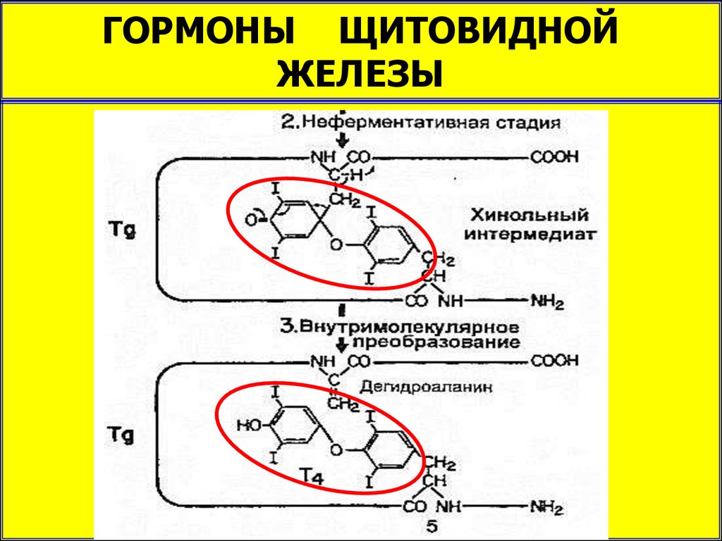 Гормоны щитовидной железы органы мишени. Синтез тиреоидных гормонов. Гормоны щитовидной железы биохимия. Амиодарон индуцированный тиреотоксикоз клинические рекомендации. Амиодарон и щитовидная железа.