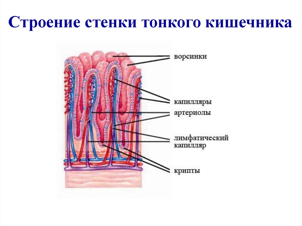Особенности слизистой тонкого кишечника. Строение стенки тонкой кишки анатомия. Структура стенки тонкой кишки. Строение стенки тонкой кишки и ворсинки. Строение стенки тонкого кишечника.