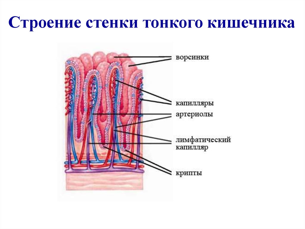 Ткани тонкой кишки