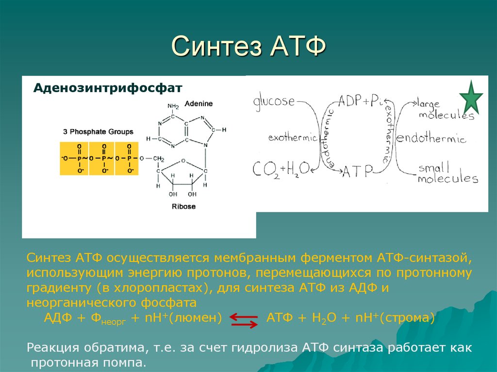 Происходит синтез атф за счет энергии. Синтез АТФ из АДФ И фосфата. Синтез АТФ биохимия формула. Фермент АТФ-синтаза. Синтез молекул АТФ.