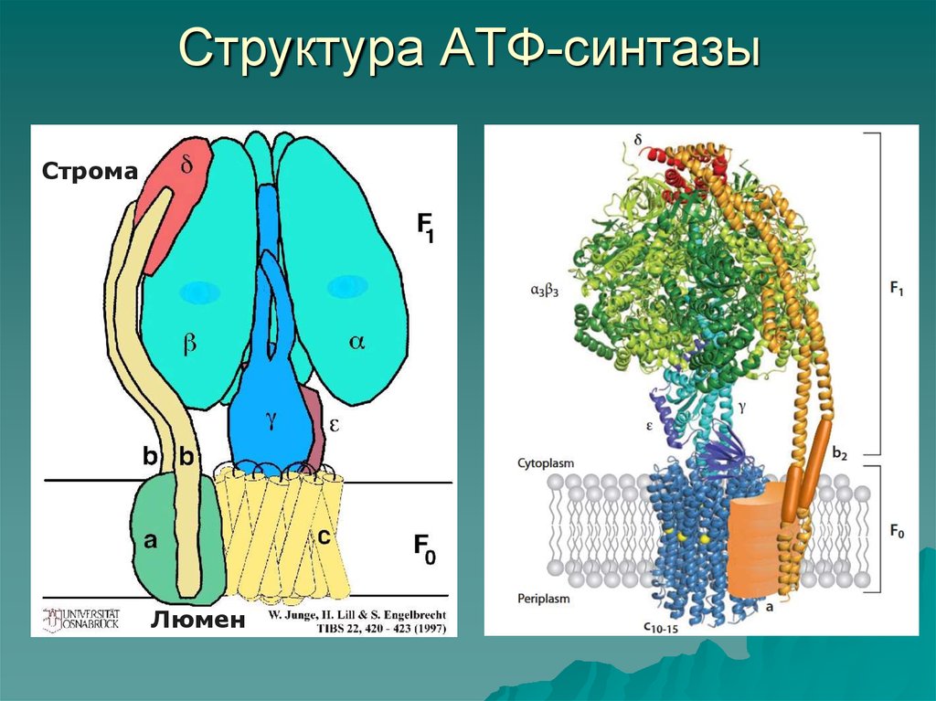 Фермент синтезирующий атф. АТФ синтаза f1 f0. АТФ синтаза строение биохимия. Строение протонной АТФ-синтазы. АТФ синтаза строение механизм.