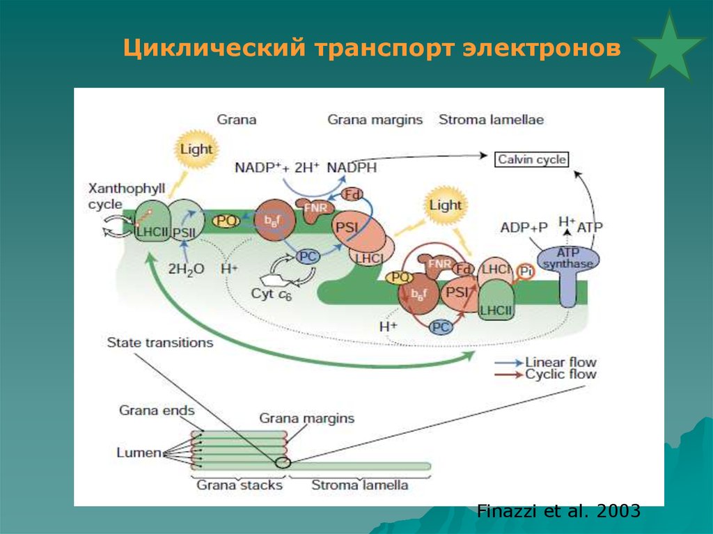 Электрон транспорт. Циклический транспорт электронов вокруг фотосистемы 1. Схема циклического транспорта электронов. Циклический транспорт электронов в фотосистеме 2. Циклический транспорт электронов при фотосинтезе схема.