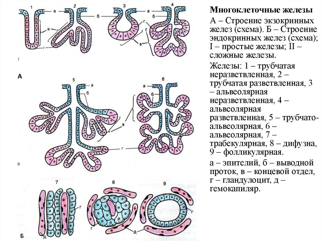 Экзокринные железы выводные протоки