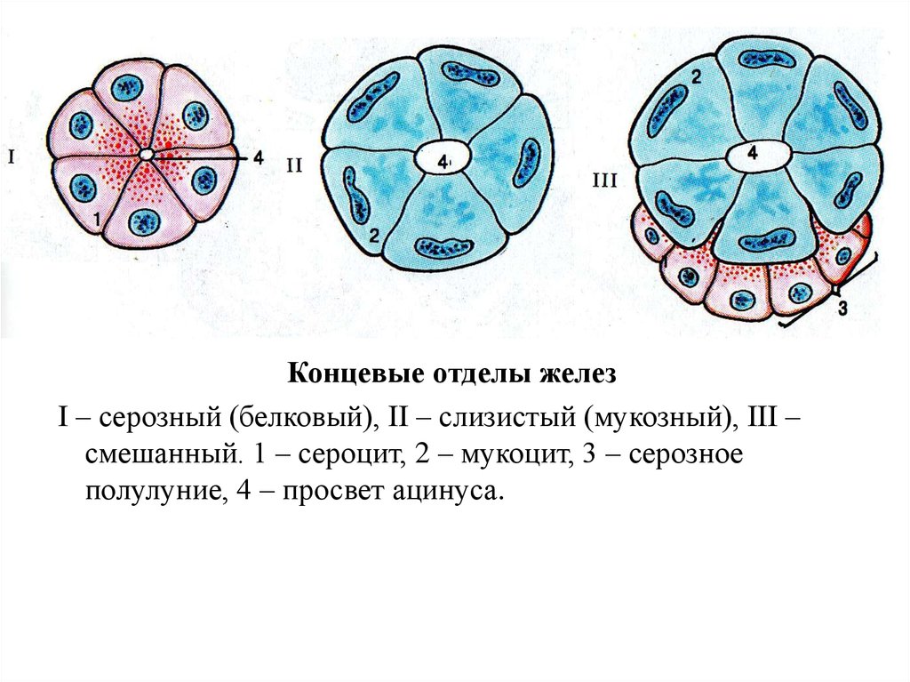 Отделы желез. Железистый эпителий концевой отдел. Белково слизистый концевой отдел. Концевые отделы желез. Смешанный концевой отдел железы.