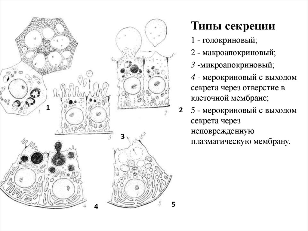 Железистый эпителий органы