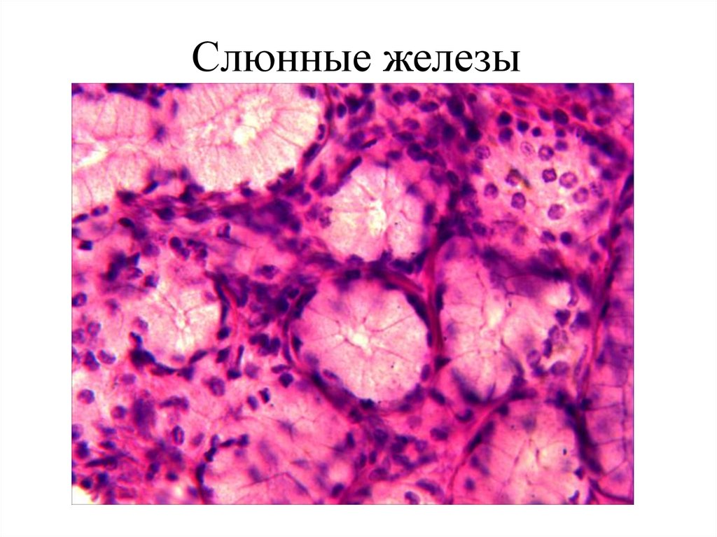 Железистый эпителий. Железистый эпителий микропрепарат. Железистая ткань гистология. Жежелезистый эпителий гистология. Железистый эпителий препарат.