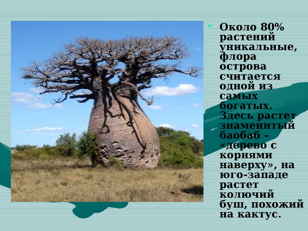 Воспользуйтесь текстом живет на свете баобаб ответы. Мадагаскар растения баобаб. Информация о дереве баобаб. Сообщение о дереве баобаб. Баобаб сообщение.