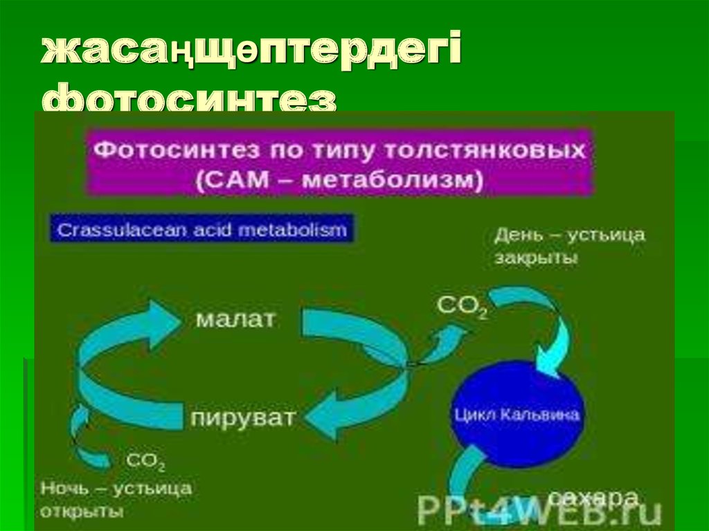 Углекислый газ во время процесса фотосинтеза