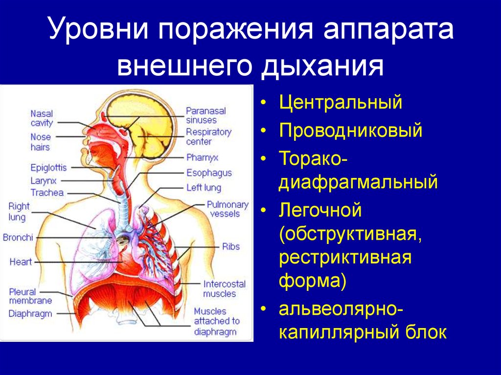 Дыхание при гипоксии. Физиология дыхательной системы. Структура аппарата внешнего дыхания. Возможности аппаратов внешнего дыхания..