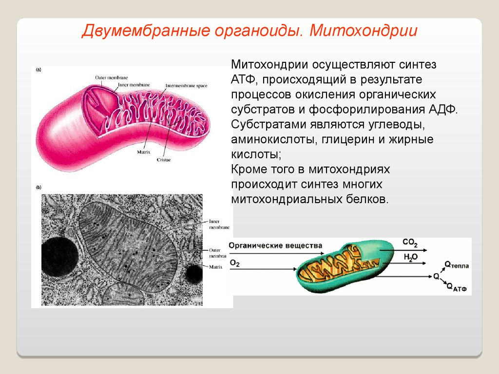 Митохондрии синтезируют атф. Митохондрия двумембранный органоид. Процесс синтеза АТФ В митохондриях. Двумембранные органоиды клетки митохондрии. Синтез АТФ структура клетки.