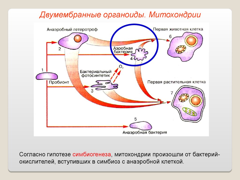 Первыми организмами на земле были анаэробные