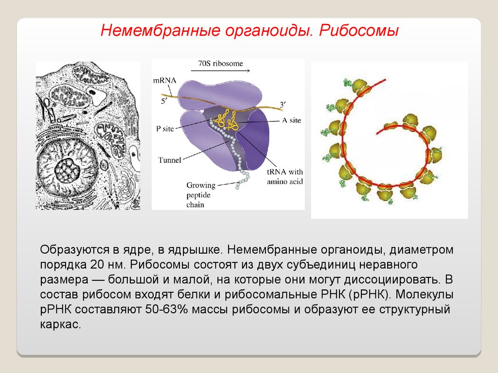 Органоиды клетки рибосомы. Немембранные органеллы клетки рибосомы строение и функции. Немембранные органоиды клетки рибосомы. Немембранные органоиды рибосомы функции. Немембранные органоиды рибосомы строение.