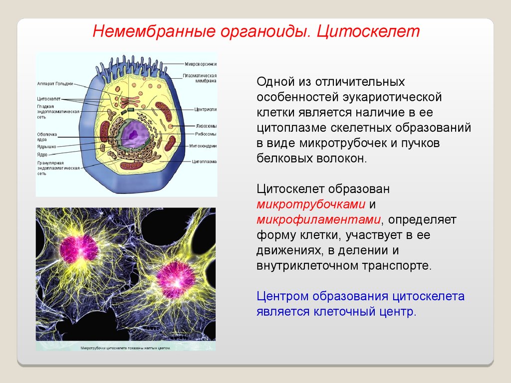 Цитоскелет клетки какой органоид. Образуют цитоскелет клетки органеллы. Цитоскелет двумембранный органоид. Цитоскелет функции органоида. Строение и функции органоидов клетки цитоскелет.