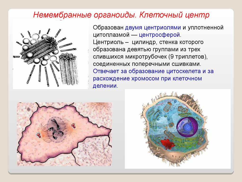 Цитоскелет клетки какой органоид. Немембранные органеллы клетки цитоскелет. Цитоскелет немембранный органоид. Цитоскелет двумембранные органоиды. Цитоскелет клетки органоид.