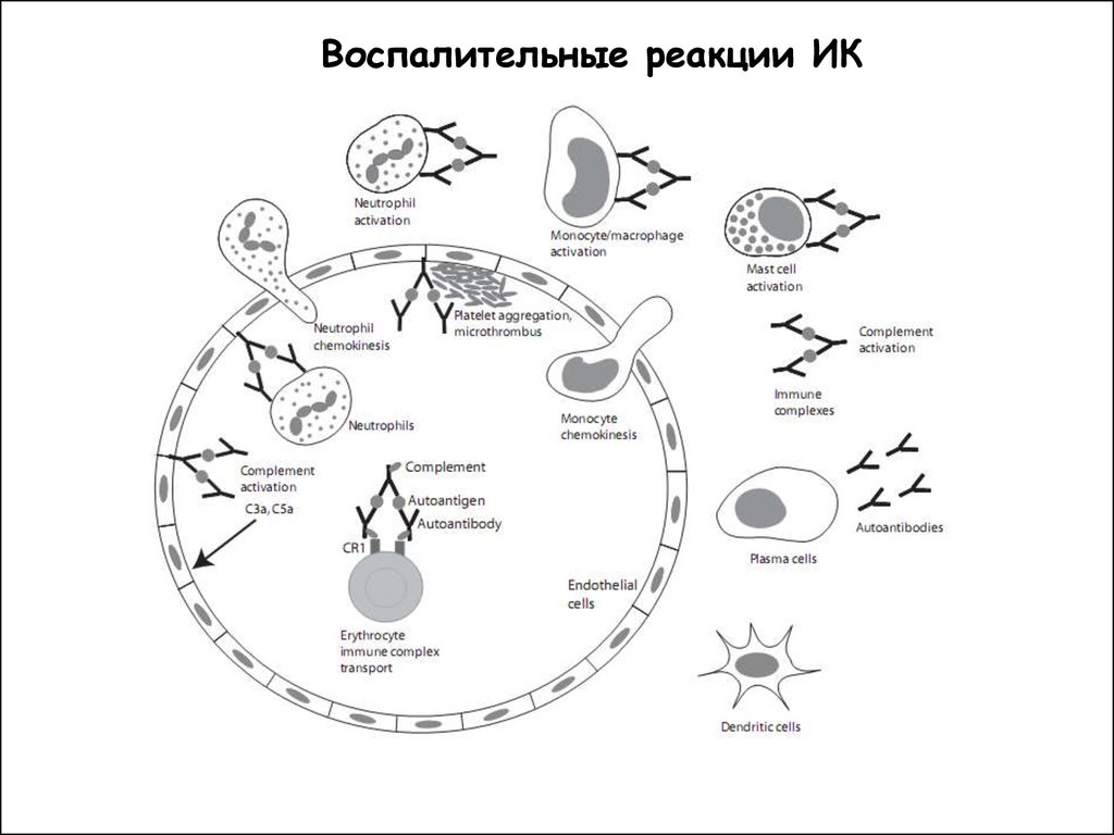 Схемы воспалительную реакцию тканей на внедрение микробов