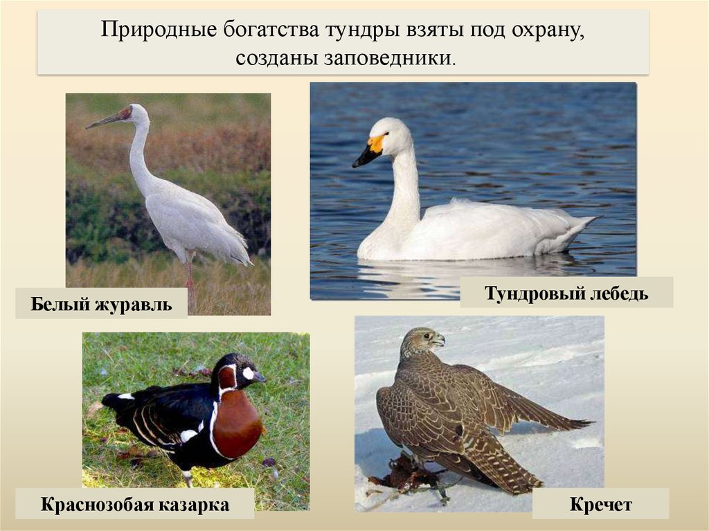 Фото птицы занесенные в красную книгу россии фото