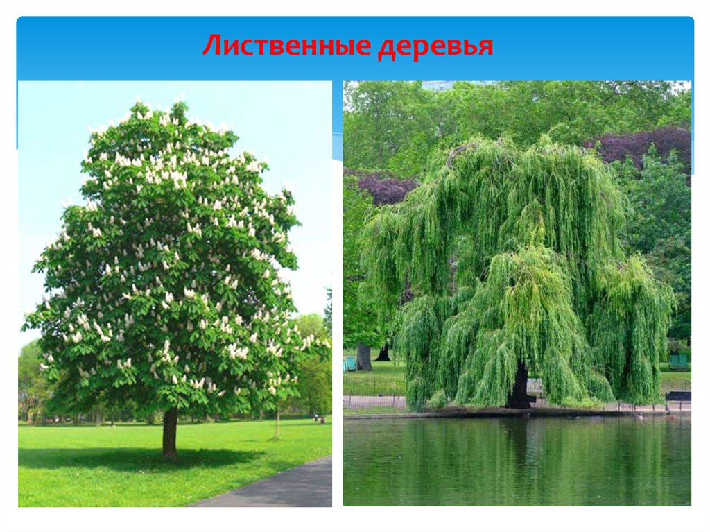 Все деревья ленинградской области названия и фото