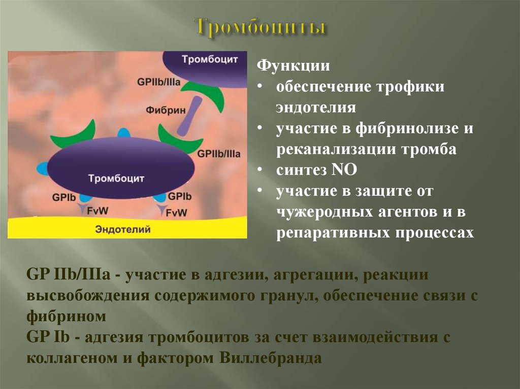 Гемостазиология. Роль эндотелия функции тромбоцитов. Адгезия и агрегация тромбоцитов. Синтез тромбоцитов. Роль эндотелия в адгезии тромбоцитов.