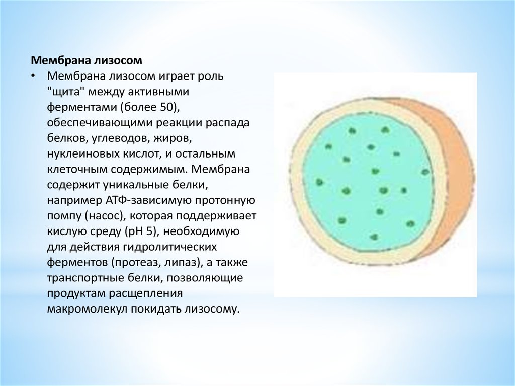 Расщепление биополимеров до мономеров лизосома. Строение структура лизосомы. Лизосомы строение под микроскопом. Мембрана лизосом. Лизосомы сколько мембран строение и функции.
