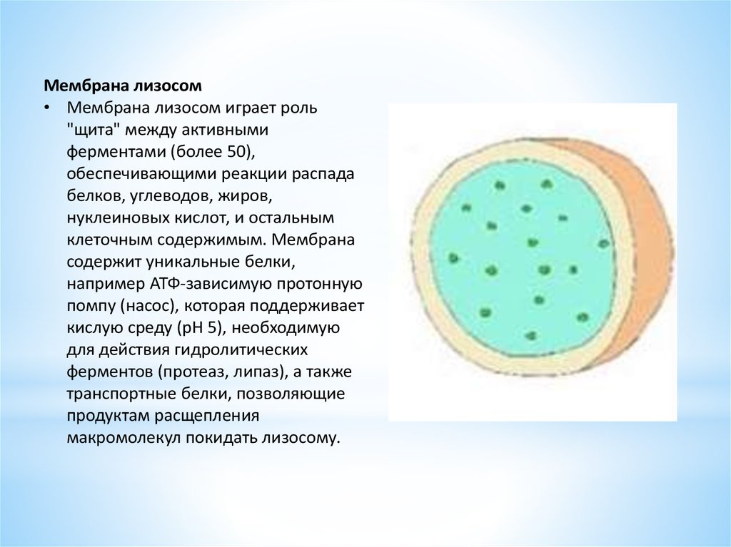 Лизосомы отсутствуют в клетках