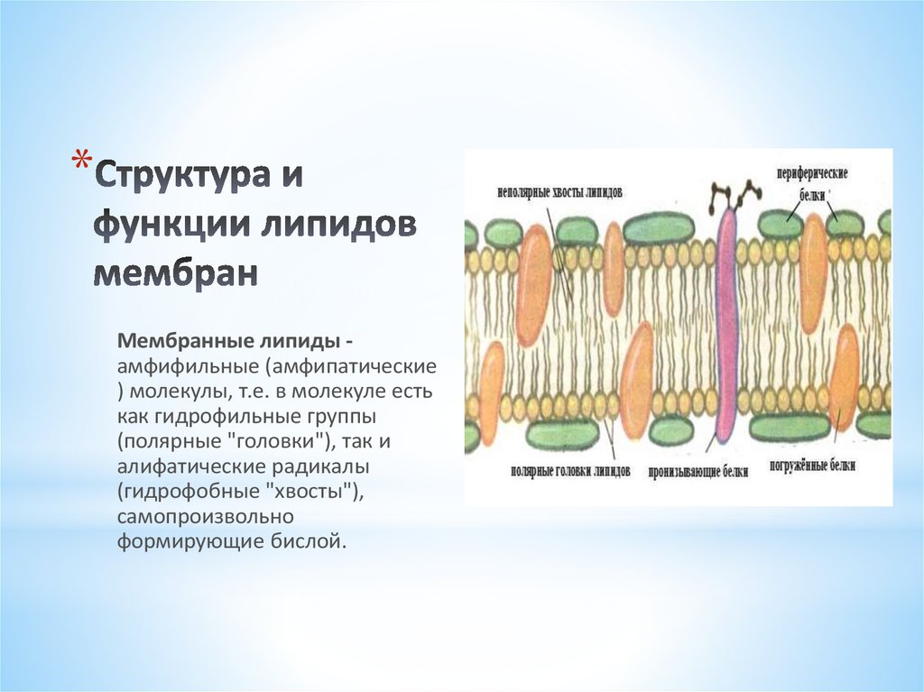 Гидрофильно гидрофобные свойства липидов