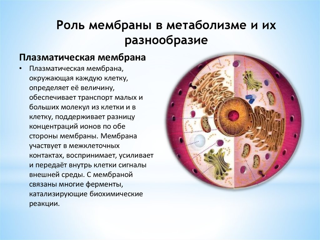 Мембрана обеспечивает. Метаболизм мембран. Плазматическая мембрана не участвует в. Содержит множество ферментов, встроенных в мембраны.