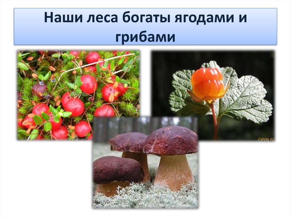 Наши леса богаты ягодами и грибами