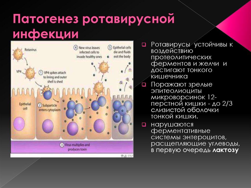 Ротавирус микробиология презентация