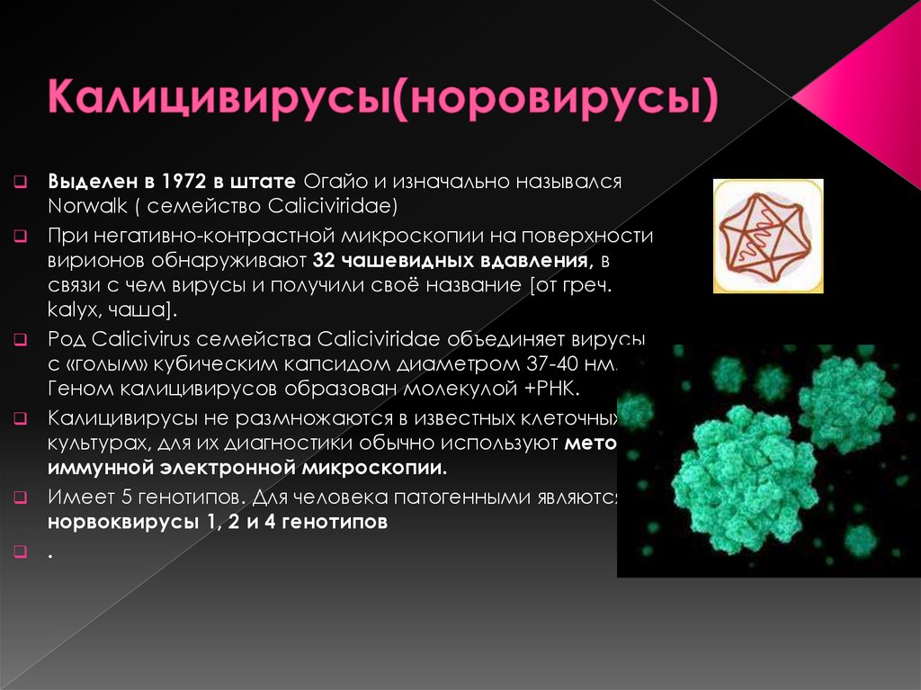 Норовирус 2 генотип. Норовирус микробиология. Калицивирусы микробиология. Норовирусы микробиология. Норовирусы морфология.