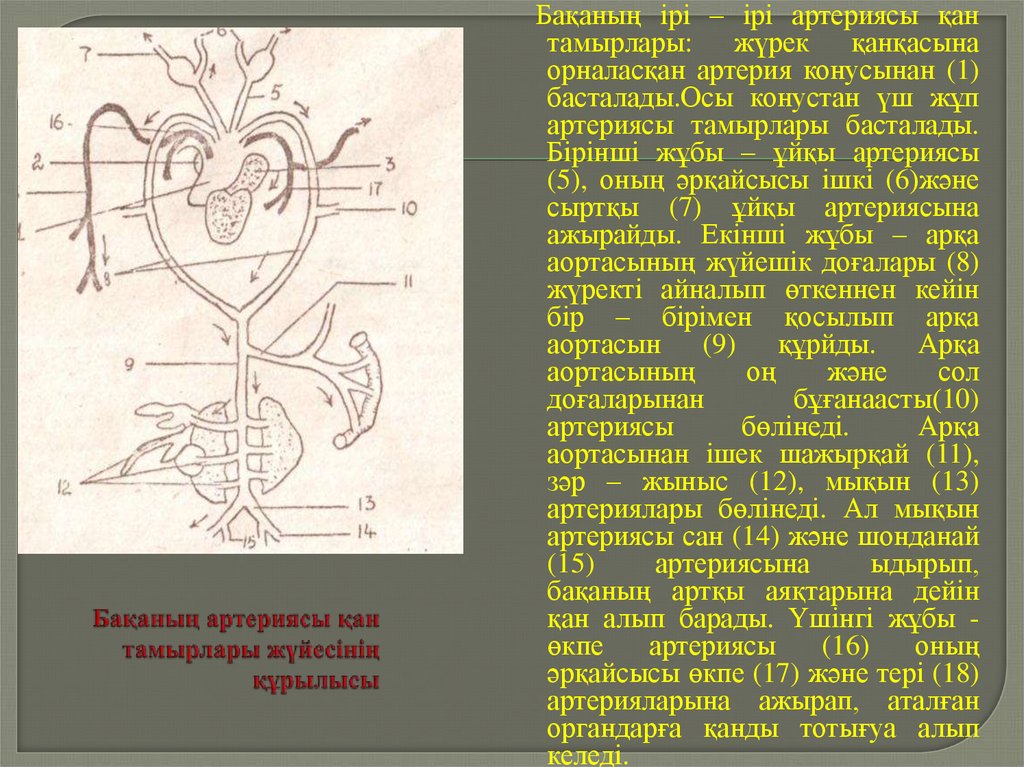 Жүрек автоматиясының механизмі презентация