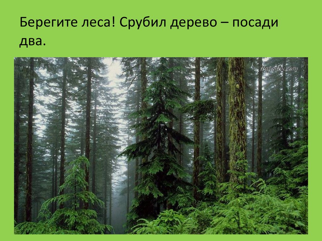 Хвойный лес состоит из. Хвойный лес растения. Растения еловых лесов. Презентация еловый лес. Берегите хвойные деревья.