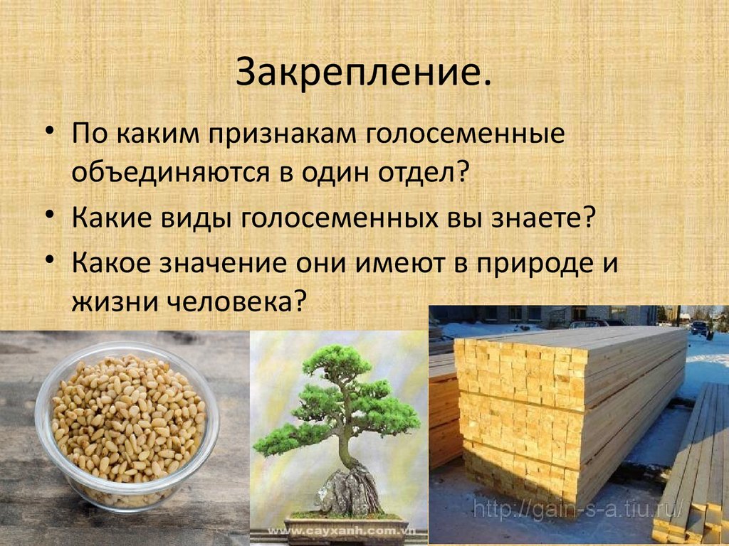 Значение голосеменных в природе и жизни. Голосеменные в строительстве. Значение голосеменных для человека. Какое значение в природе имеют Голосеменные. Значение голосеменных растений в природе.