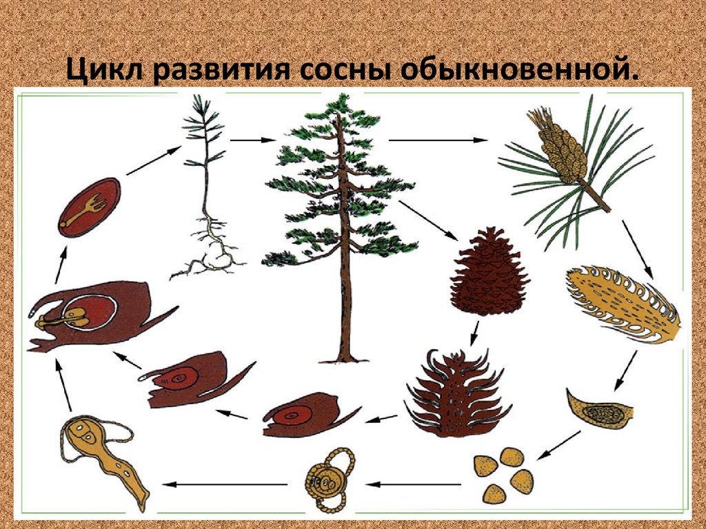 Оплодотворение голосеменных растений. Цикл развития голосеменных сосны. Жизненный цикл голосеменных растений схема. Цикл размножения голосеменных. Жизненный цикл голосеменных сосна.