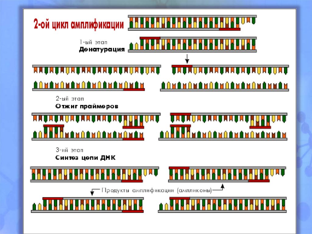 На рисунке изображен этап пцр