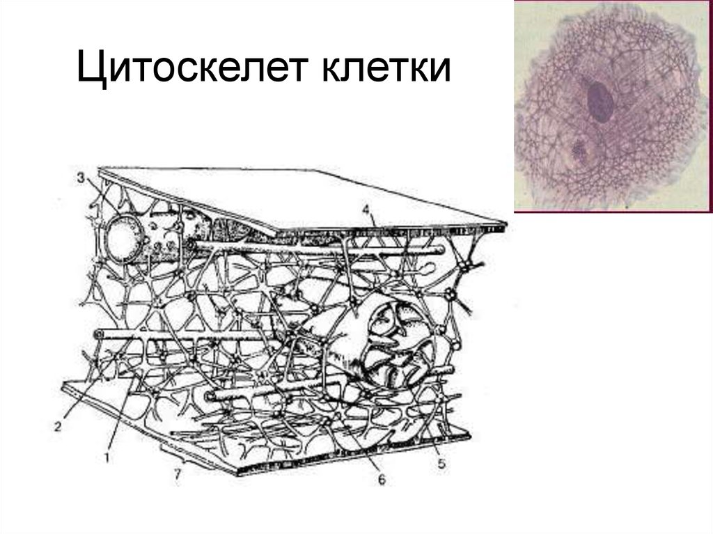 Цитоскелет. Строение цитоскелета клетки. Схематическое строение цитоскелета. Цитоскелет клетки строение. Строение цитоскелета в эукариотической клетке.