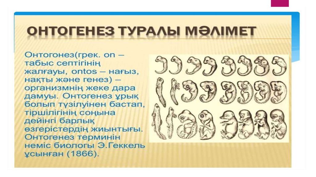 Онтогенез сатылары презентация