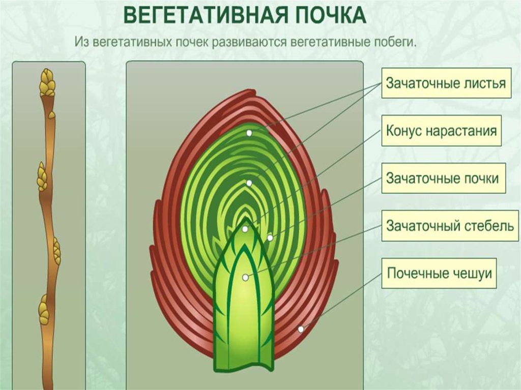 Рисунок генеративной и вегетативной почки