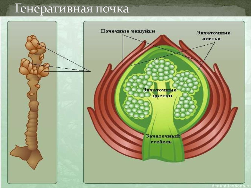 Рассмотрите изображение генеративной почки и выполните задания покажите стрелками и подпишите на