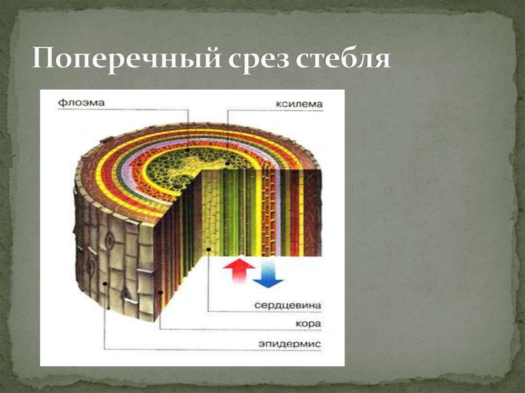 Срез стебля. Флоэма на срезе стебля. Строение стебля Ксилема и флоэма. Поперечный срез стебля Ксилема. Ксилема продольный срез.