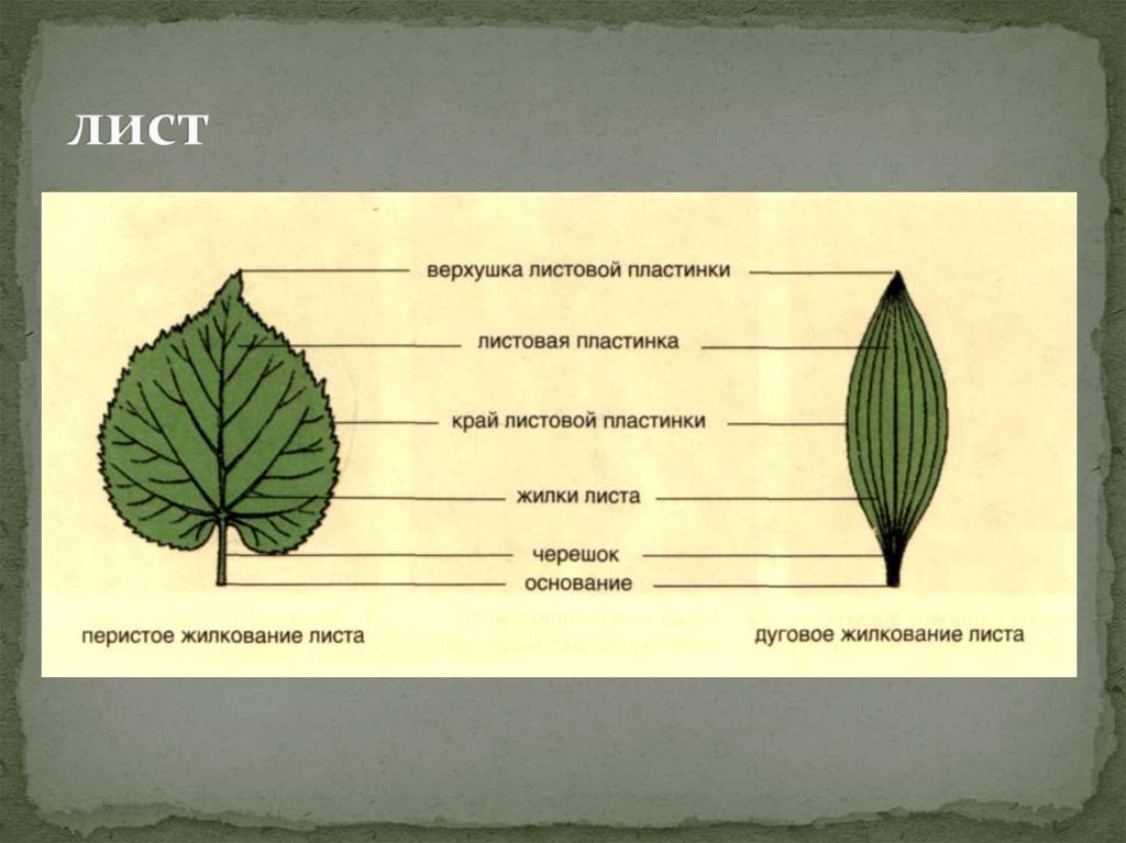 Жилкование герани. Жилкование листа липы. Жилкование листа подорожника. Жилкование пластинки листа. Лист липы жилкование листа.