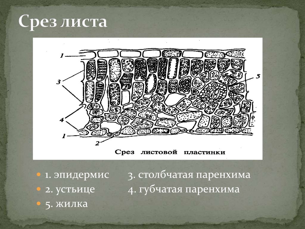 Губчатая ткань листа. Столбчатая паренхима губчатая паренхима. Срез листа. Срез листовой пластинки. Срез листа столбчатая.