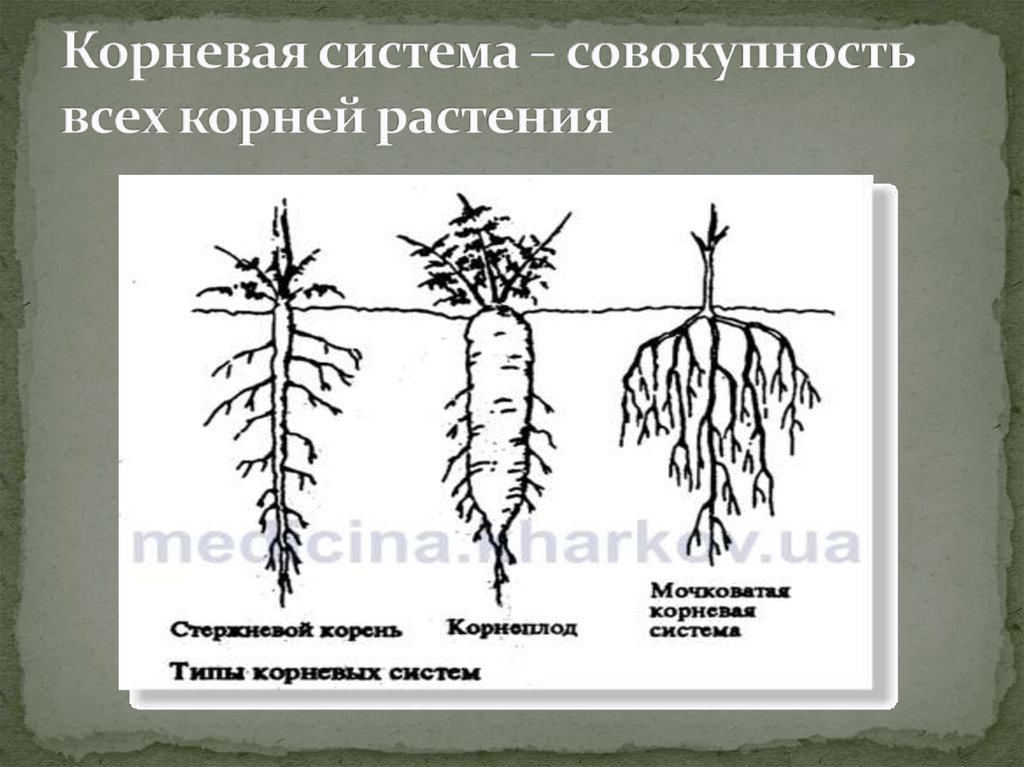 Корни одного растения называют корневой системой потому. Корневая система. Типы корневых систем. Корневые системы растений. Разнообразие корневой системы.